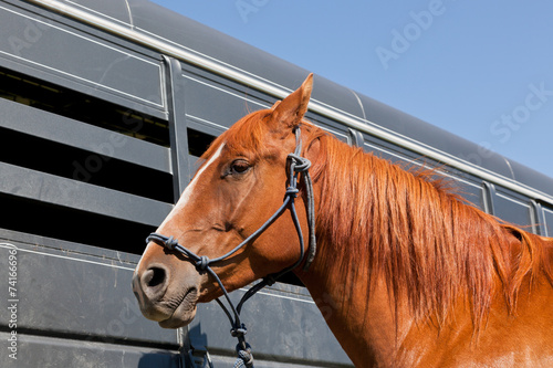Close Up of Horse by a Trailer