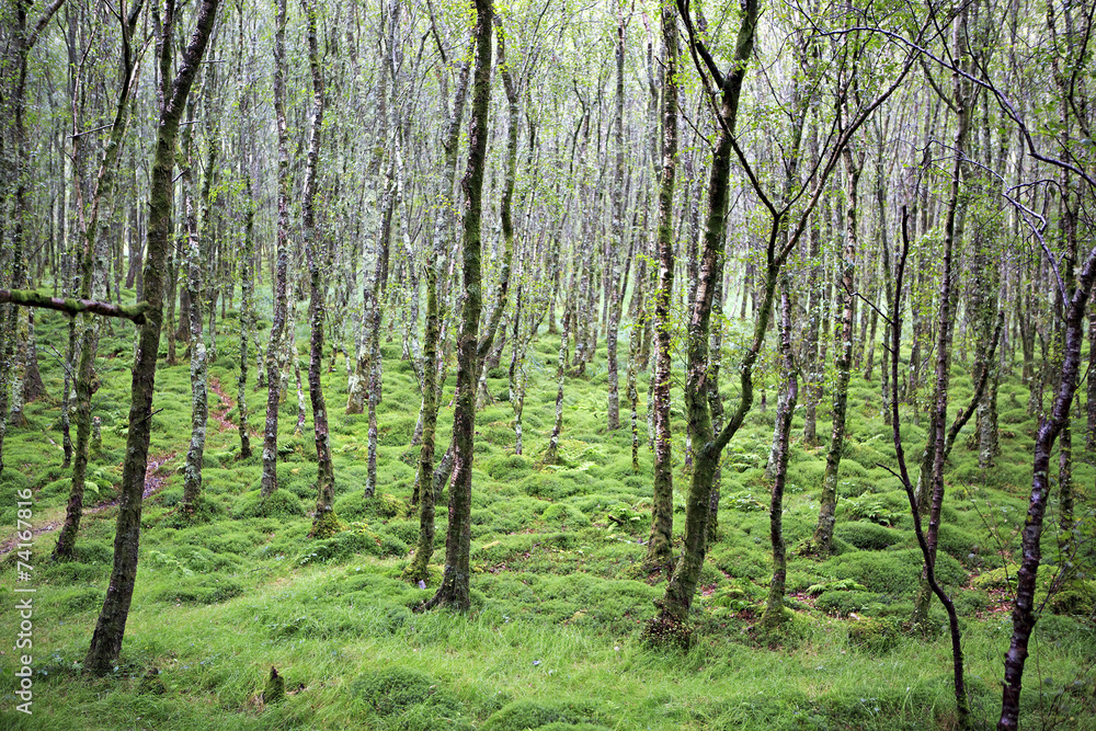 Tussock covered moss and grass in forest. Tussock covered moss and grass in forest.