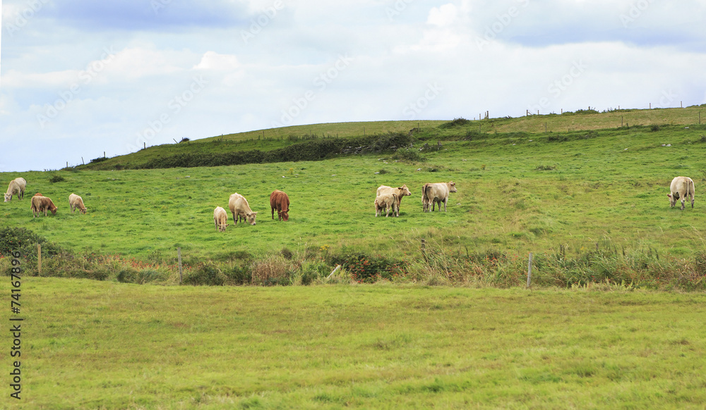 Cows graze in the meadow. Cows graze in the meadow.
