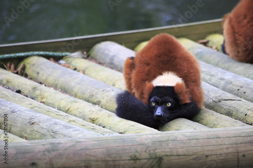 Photography Red ruffed lemur.