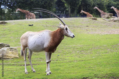 Photography Scimitar horned oryx.