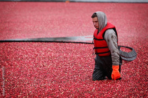 Cranberry Harvesting