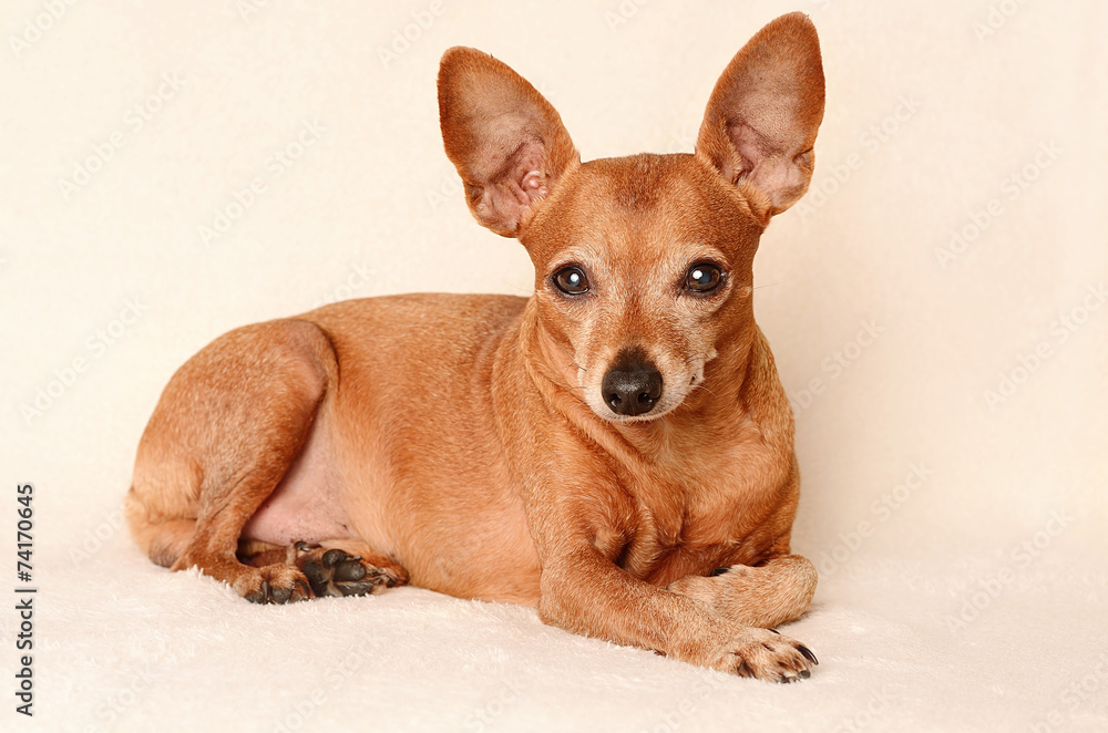 Miniature pinscher relax Miniature pinscher relax