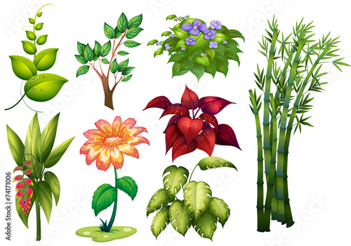 Flower and plant