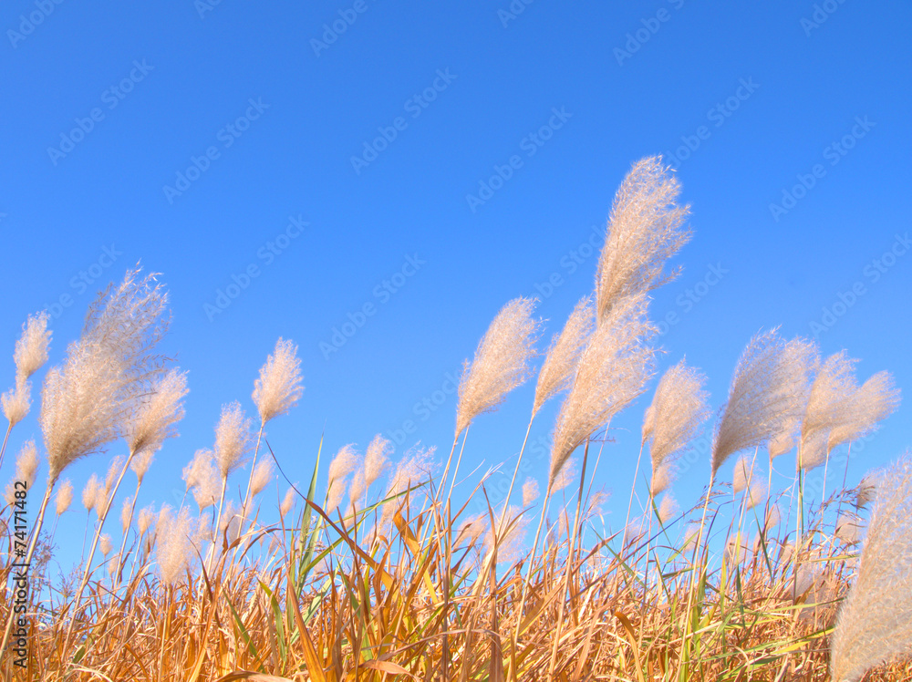 Obraz premium ススキ