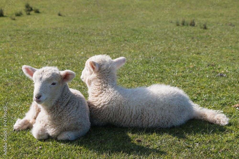 Naklejka premium two newborn lambs resting on grass