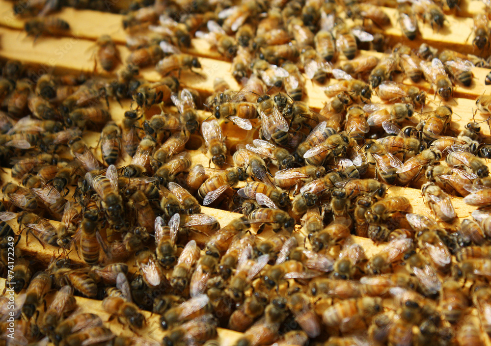 Honey Bees in their Hive - obrazy, fototapety, plakaty 