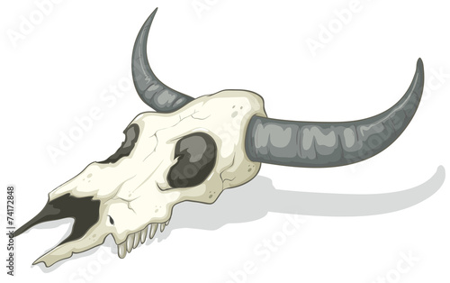 Skull