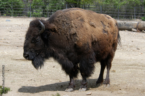 American bison (Bison bison). © Vladimir Wrangel