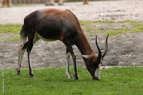 Blesbok antelope (Damaliscus pygargus pygarus). .