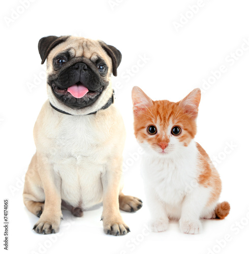 Funny pug dog and little red kitten isolated on white