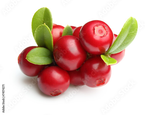 Forest wild berry cowberry