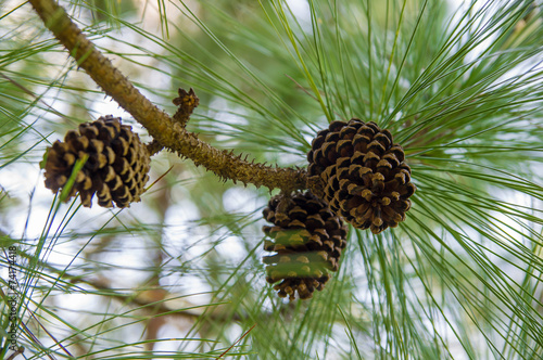 Branch with cones.