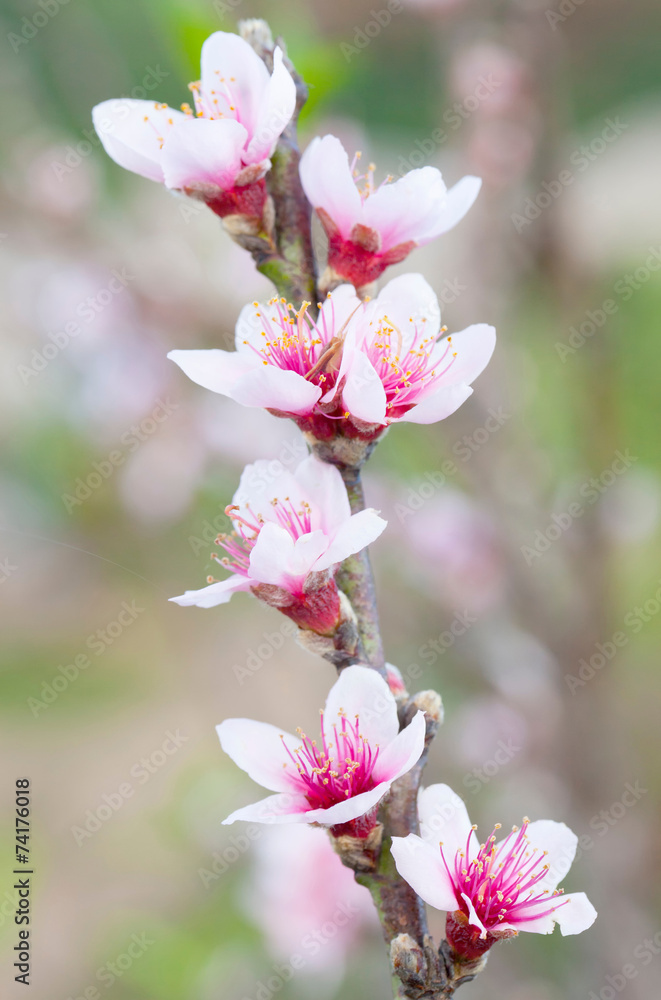 Obraz premium Branch with pink blossoms