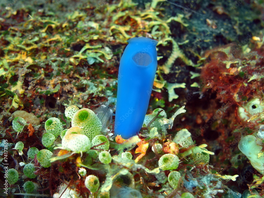 Naklejka premium Sea squirts, Island Bali, Tulamben