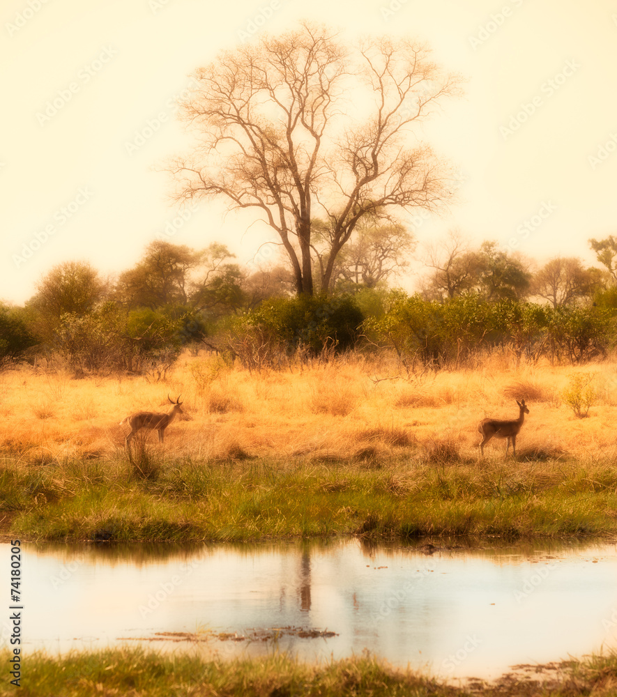 Naklejka premium african delta with impalas