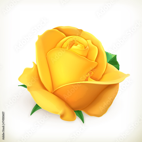 Rose flower, vector illustration