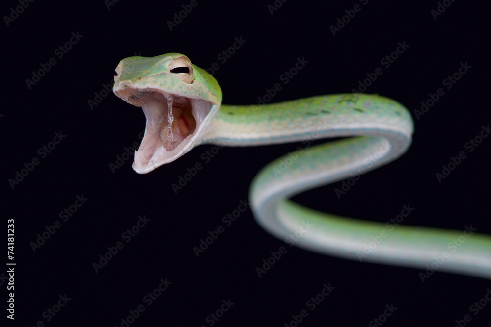 Obraz premium Attacking snake / Ahaetulla nasuta