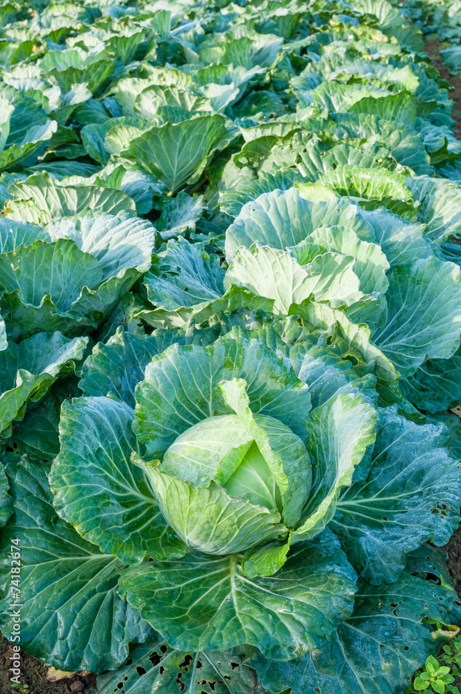 head of cabbage in the vegetable garden head of cabbage in the vegetable garden