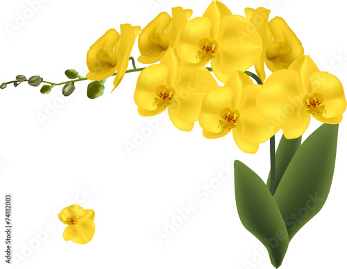 gold orchid flowers isolated on white
