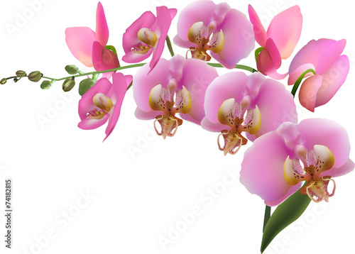 orchid branch with nine pink blooms
