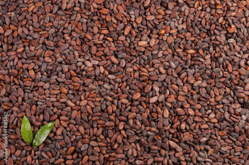 cocoa beans background with leaf