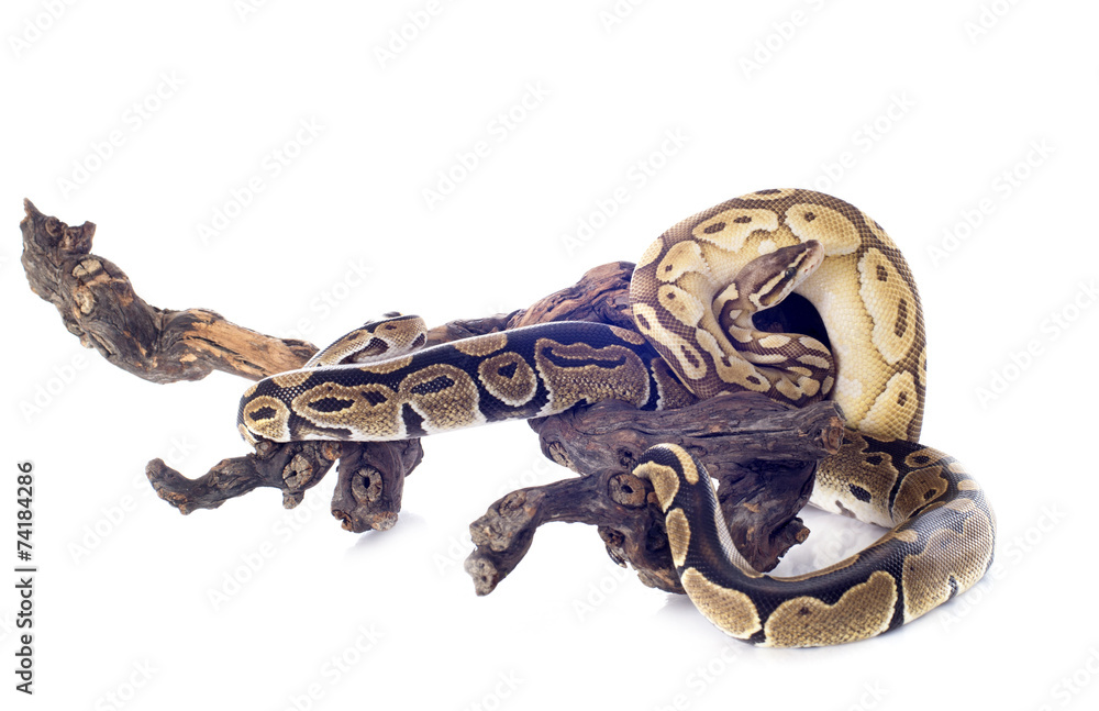 Obraz premium Python regius