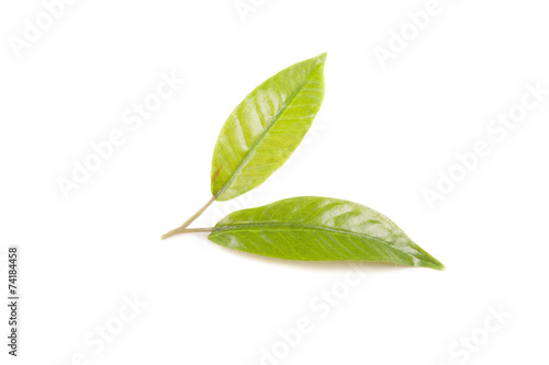 isolated on a white green leaves