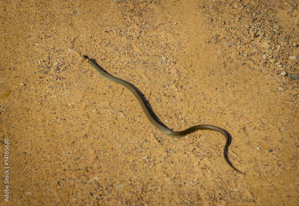 Grass snake Grass snake