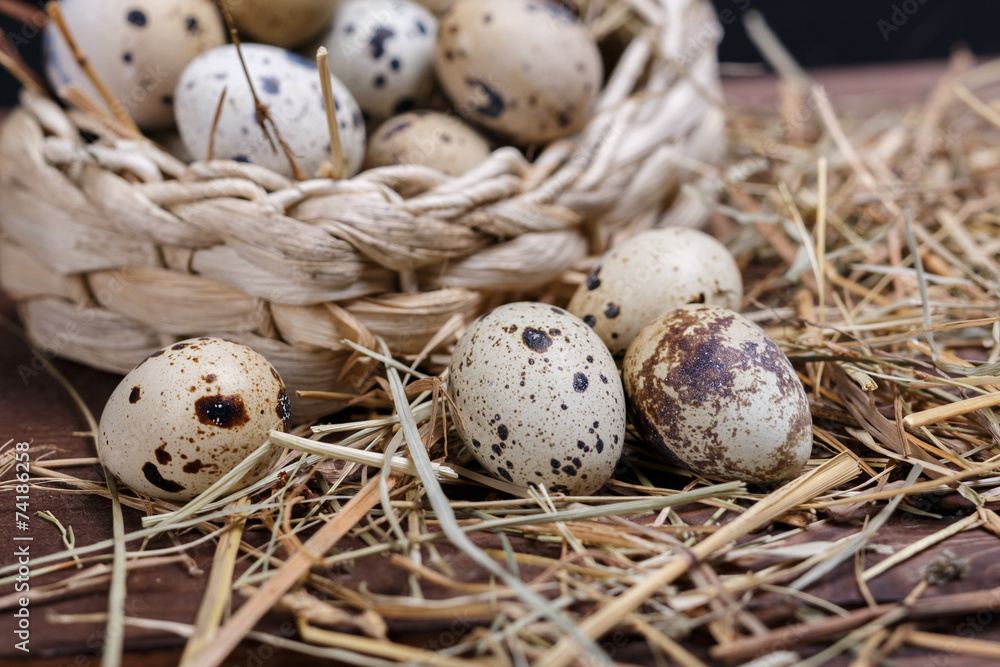 Obraz premium quail eggs