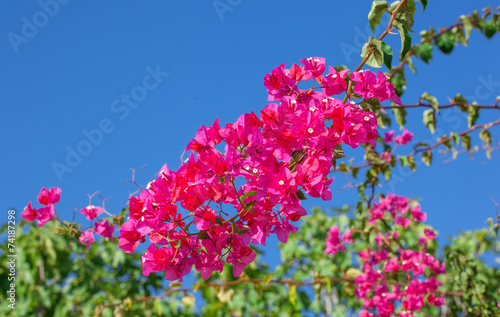 Pink blooming bougainvilleas. photo