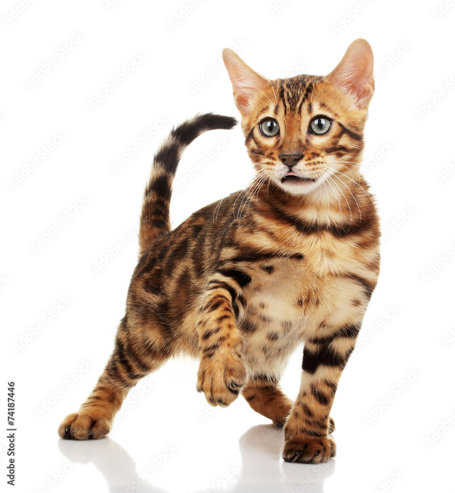 Cat isolated on white background. Cat isolated on white background.