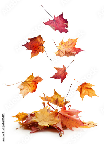 Autumn maple leaves