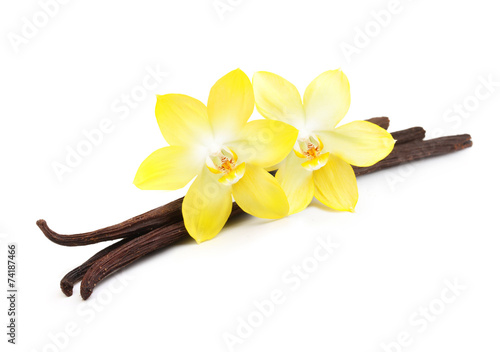 Vanilla pods and flower isolated