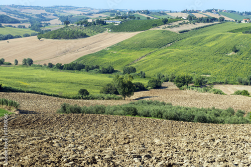 Marches (Italy): summer landscape