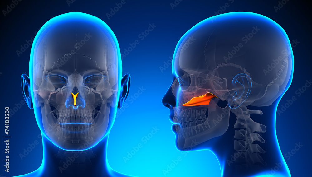 Female Vomer Skull Anatomy - blue concept Female Vomer Skull Anatomy - blue concept