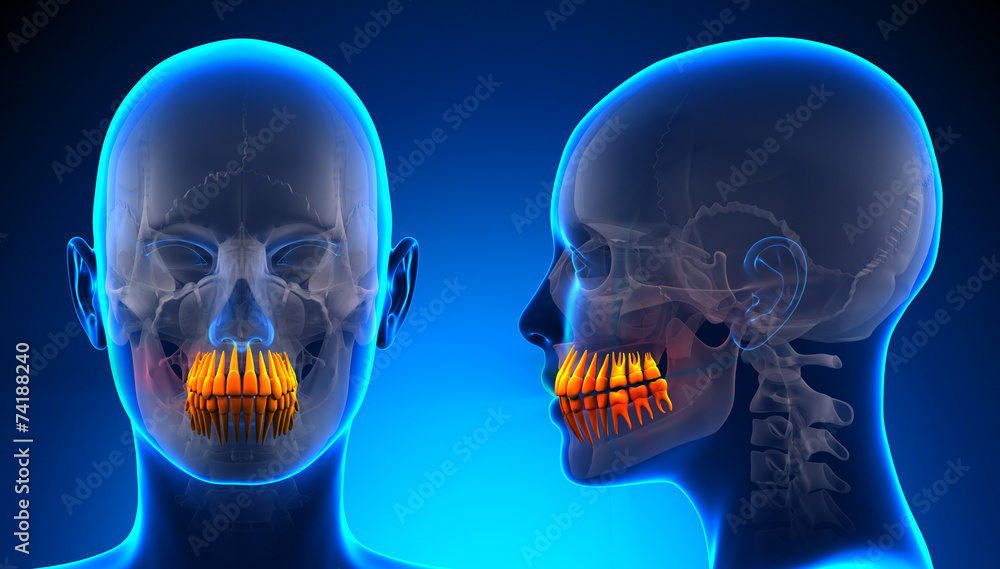 Female Teeth Dental Anatomy - blue concept Female Teeth Dental Anatomy - blue concept