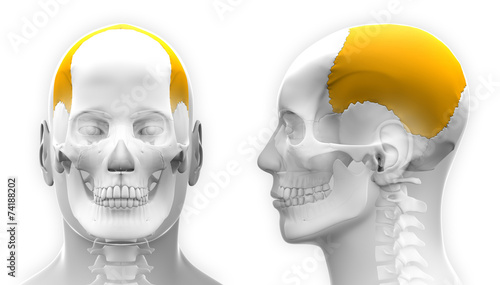 Male Parietal Bone Skull Anatomy - isolated on white
