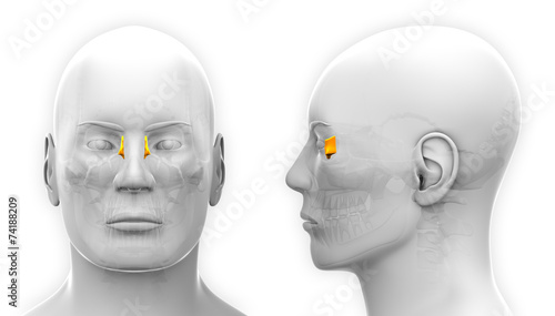 Male Lacrimal Skull Anatomy - isolated on white photo