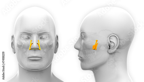 Male Palatine Skull Anatomy - isolated on white