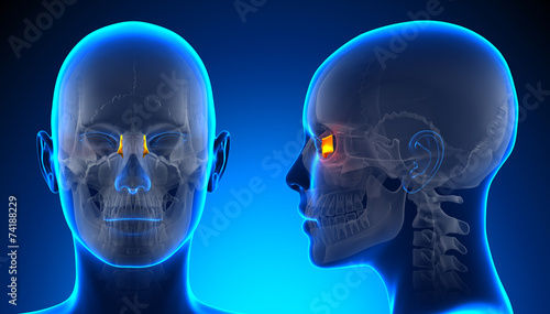 Female Lacrimal Skull Anatomy - blue concept photo