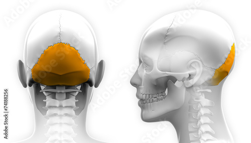 Female Occipital Bone Skull Anatomy - isolated on white photo