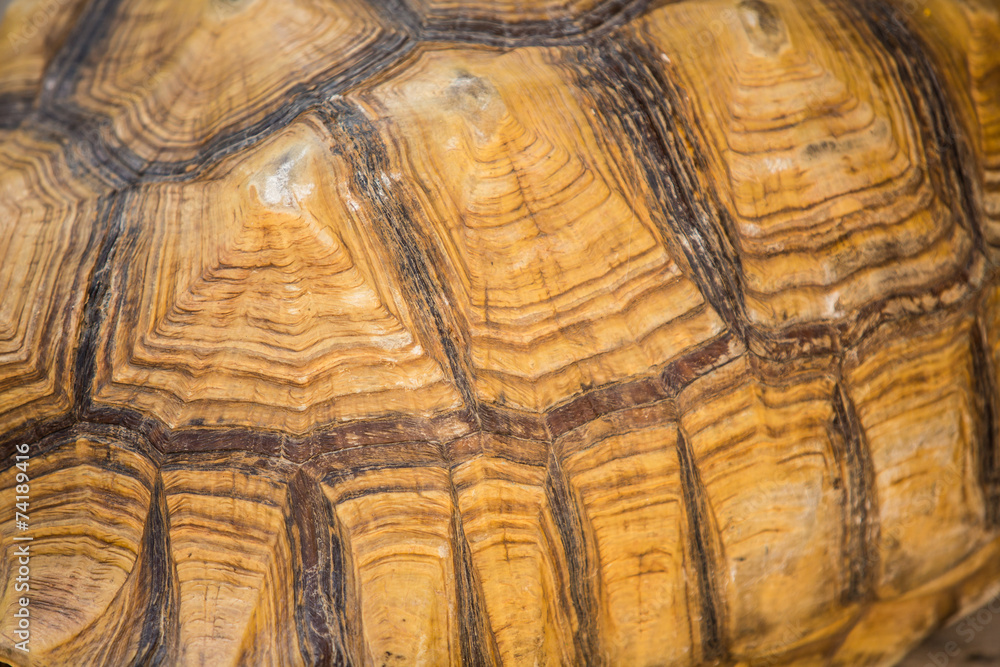 Turtle shell texture Turtle shell texture