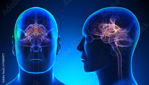 Male Limbic System Brain Anatomy - blue concept