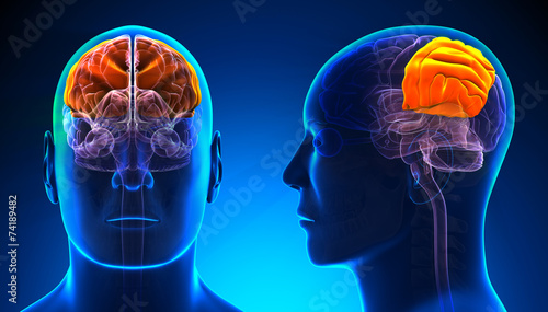 Male Parietal Lobe Brain Anatomy - blue concept photo