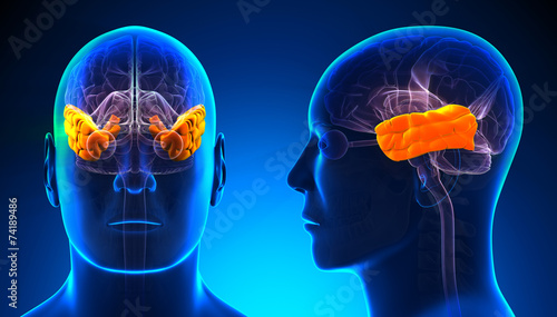 Male Temporal Lobe Brain Anatomy - blue concept