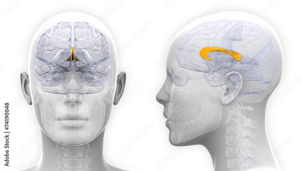 Αυτοκόλλητο Female Corpus Callosum Brain Anatomy - isolated on white