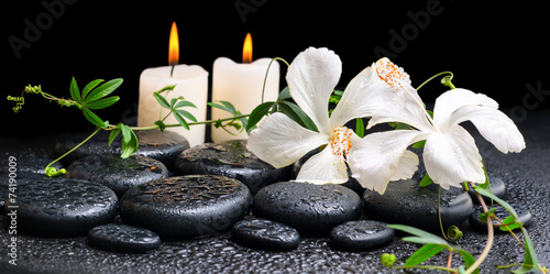 spa concept of blooming white hibiscus, twig with tendril passio photo