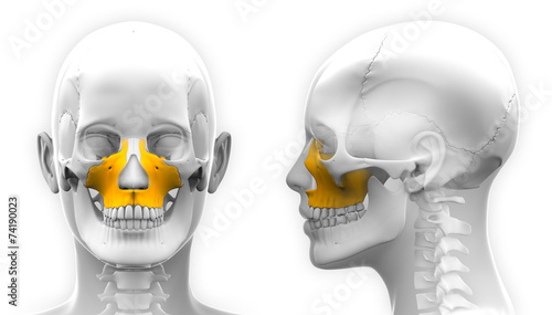 Female Maxilla Bone Skull Anatomy - isolated on white photo