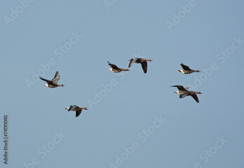 Greater white-fronted goose in flight 